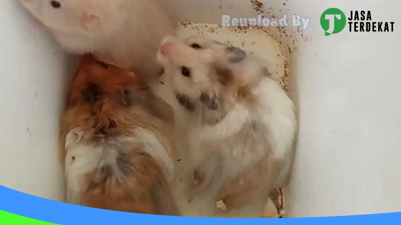 Gambar Buntel Hamster Perdagangan di Batu Bara, Sumatera Utara ke 1