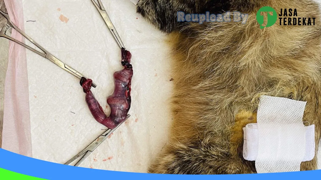 Gambar PinkVet – Praktik Dokter Hewan & Petshop di Kota Bima, Nusa Tenggara Barat ke 5