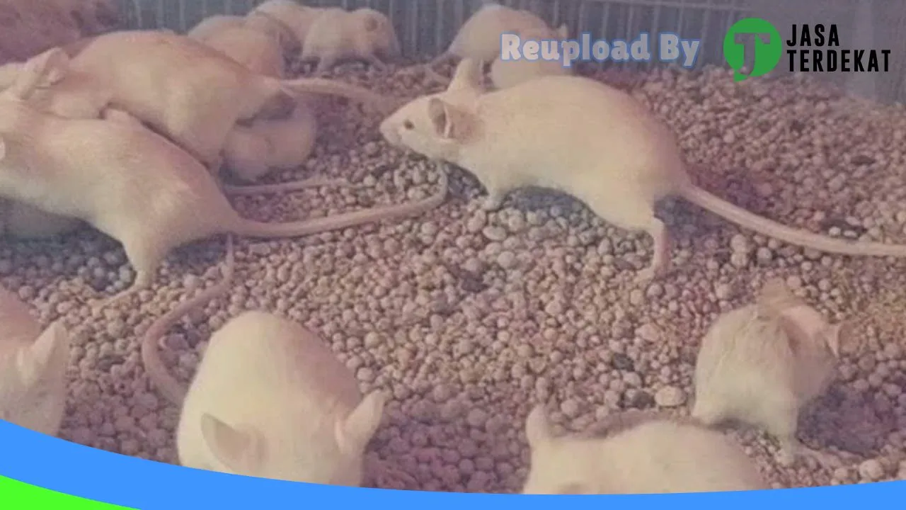 Gambar Hamster Shop di Hulu Sungai Tengah, Kalimantan Selatan ke 2