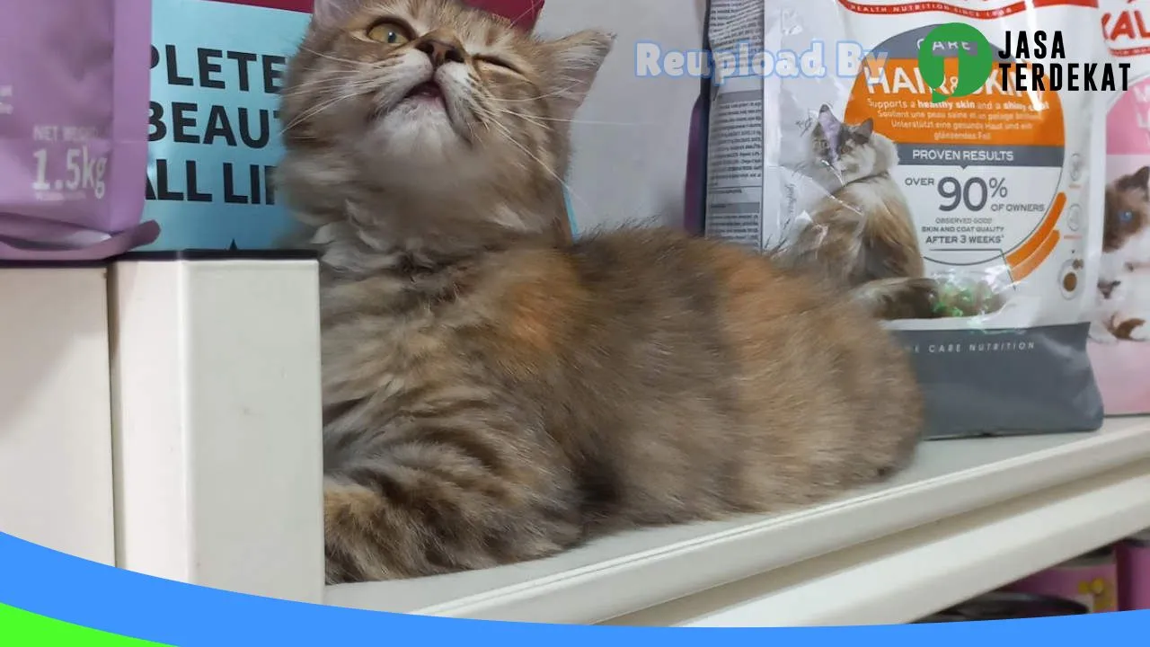 Gambar Miao petshop di Samarinda, Kalimantan Timur ke 2