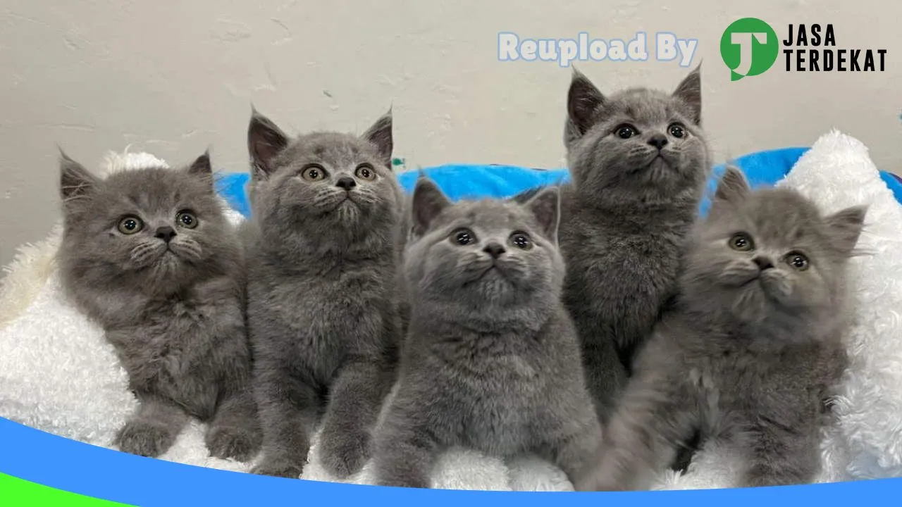 Gambar Fun Pet Shop di Rejang Lebong, Bengkulu ke 2