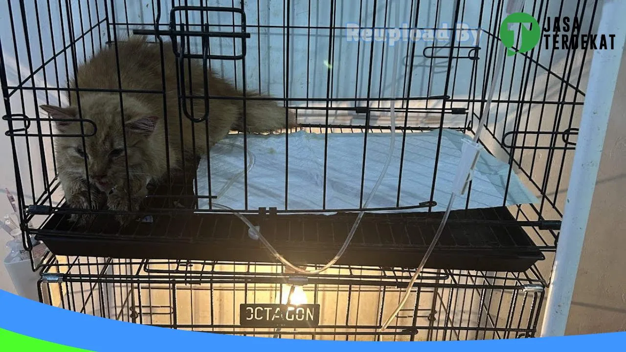 Gambar Ohana Vet Care (Praktik Dokter Hewan Muara Enim) di Muara Enim, Sumatera Selatan ke 2