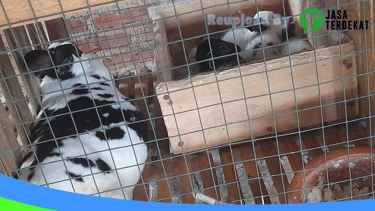 Gambar Jual Kelinci Pringsewu Lampung di Pringsewu, Lampung ke 5