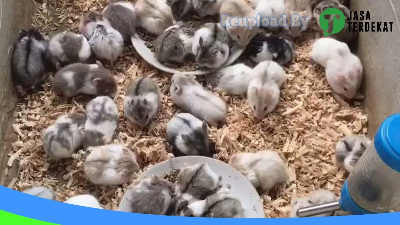 Gambar HAMSTER KALIWUNGU di Kendal, Jawa Tengah ke 1