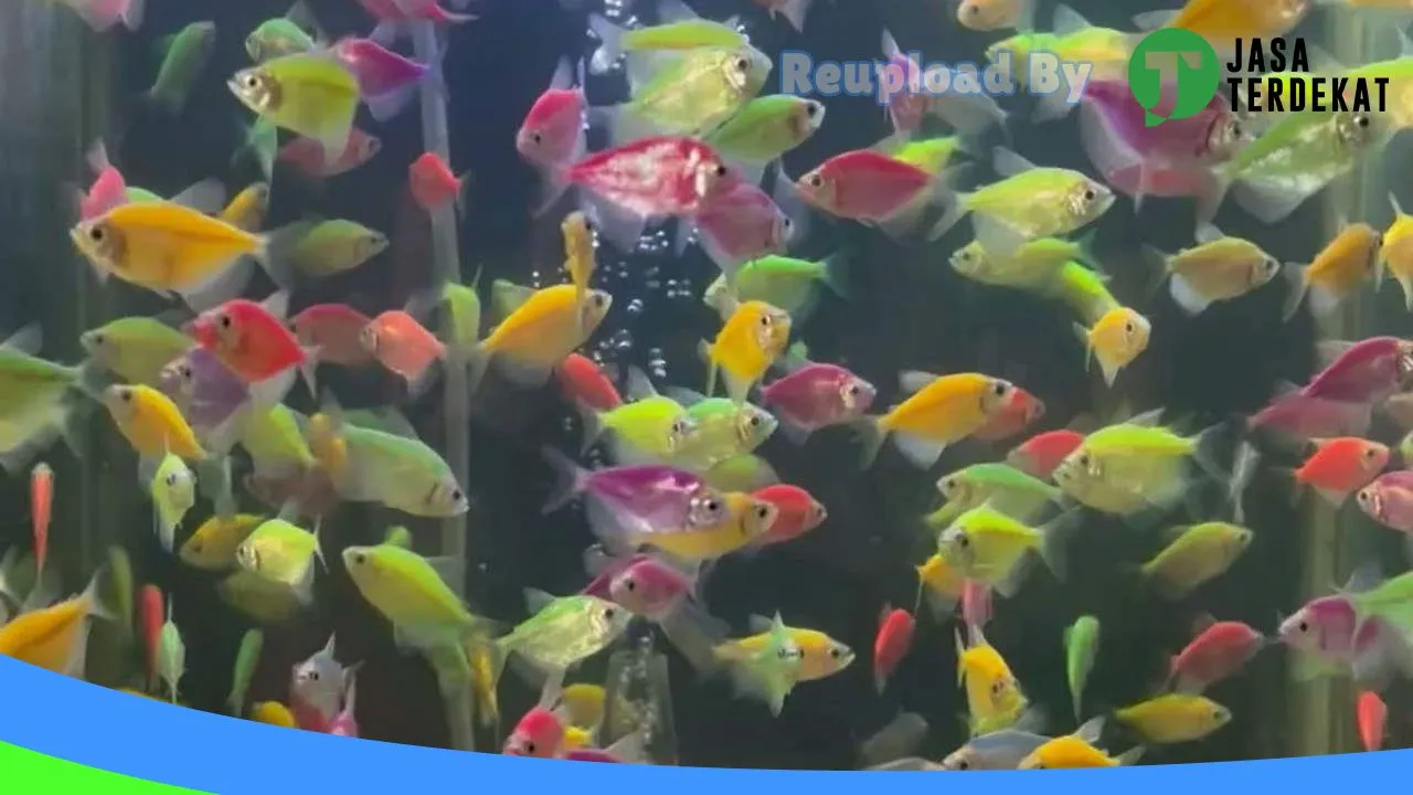 Gambar RUMAH IKAN HIAS PRABUMULIH di Prabumulih, Sumatera Selatan ke 3