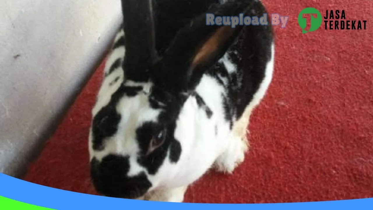 Gambar V-Rabbit Tarakan ( Jual Kelinci Tarakan ) di Kota Tarakan, Kalimantan Utara ke 2