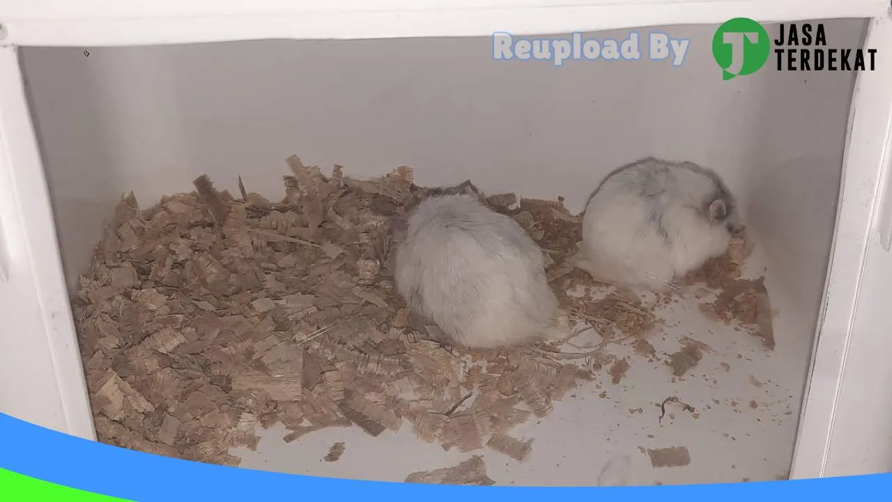 Gambar Fola Hamster ternate di Maluku Tengah, Maluku ke 3