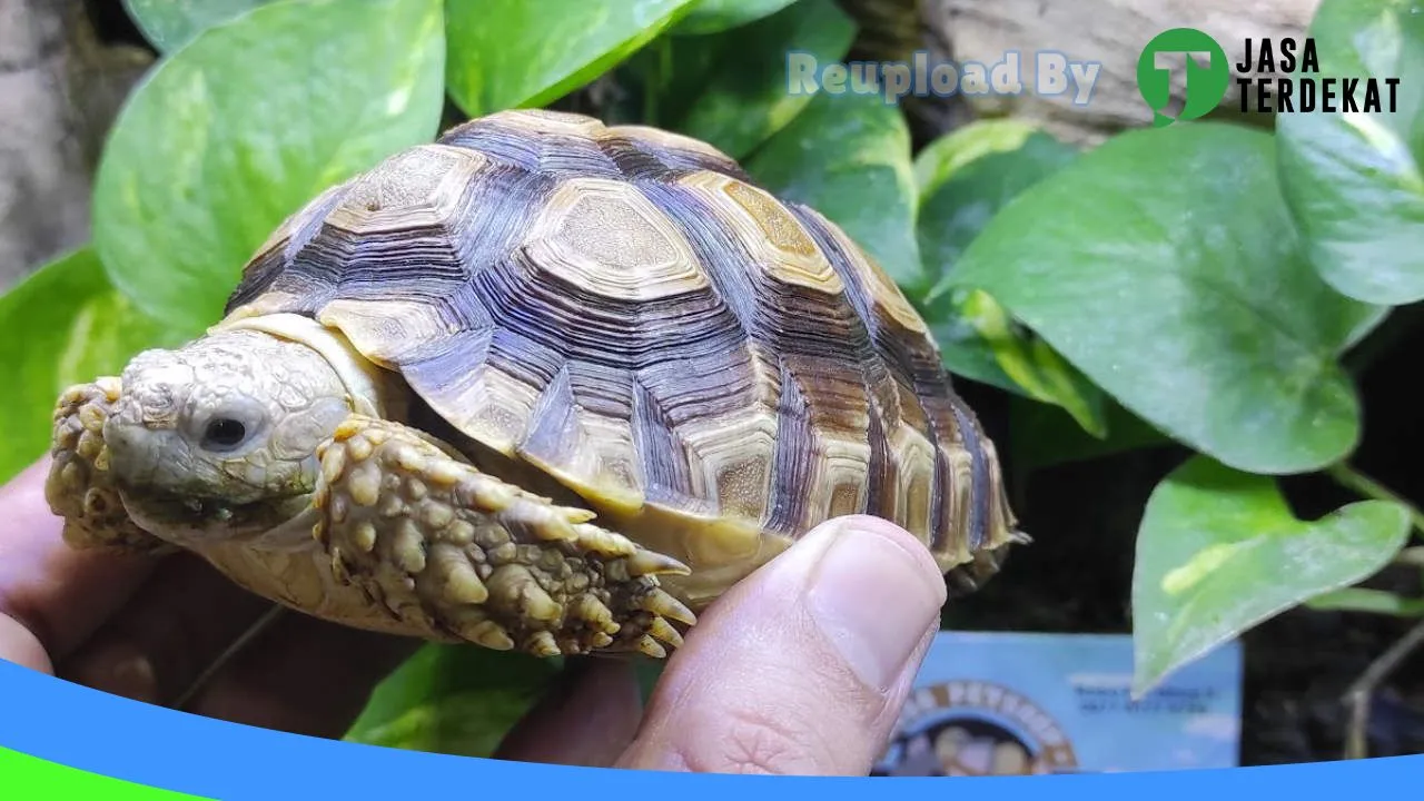 Gambar ROBO PETSHOP 1 (꧋ꦫꦺꦴꦧꦺꦴꦥꦼꦠ꧀ꦱ꧀ꦲꦺꦴꦥ꧀꧇꧑꧇) di Kota Yogyakarta, DI Yogyakarta ke 1