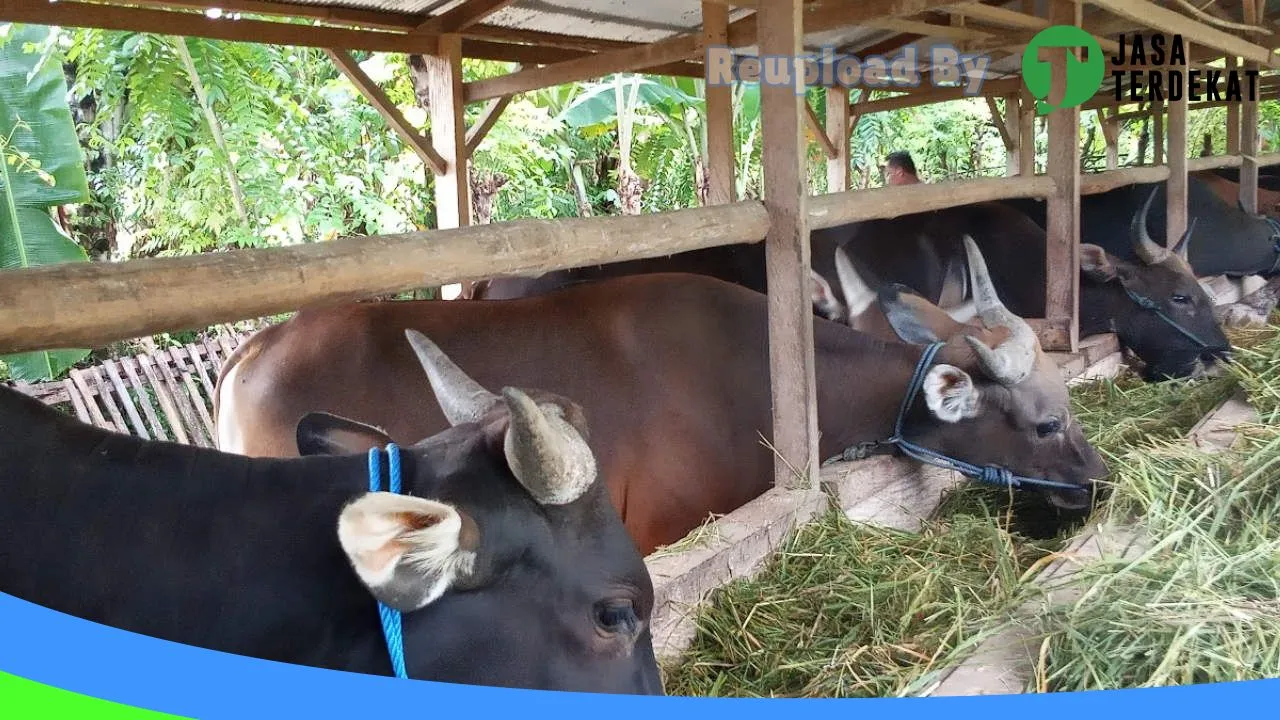 Gambar Qurban Barokah Gorontalo di Bone Bolango, Gorontalo ke 5