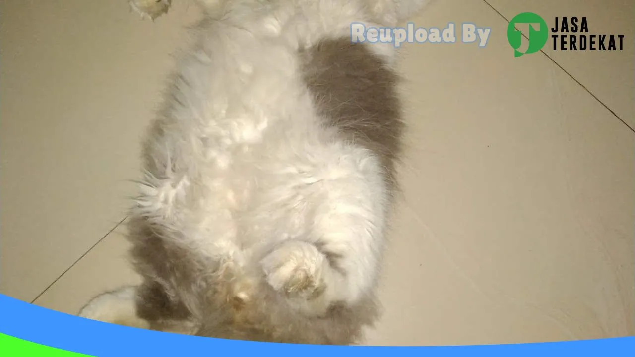 Gambar Diesy Petshop di Cianjur, Jawa Barat ke 3