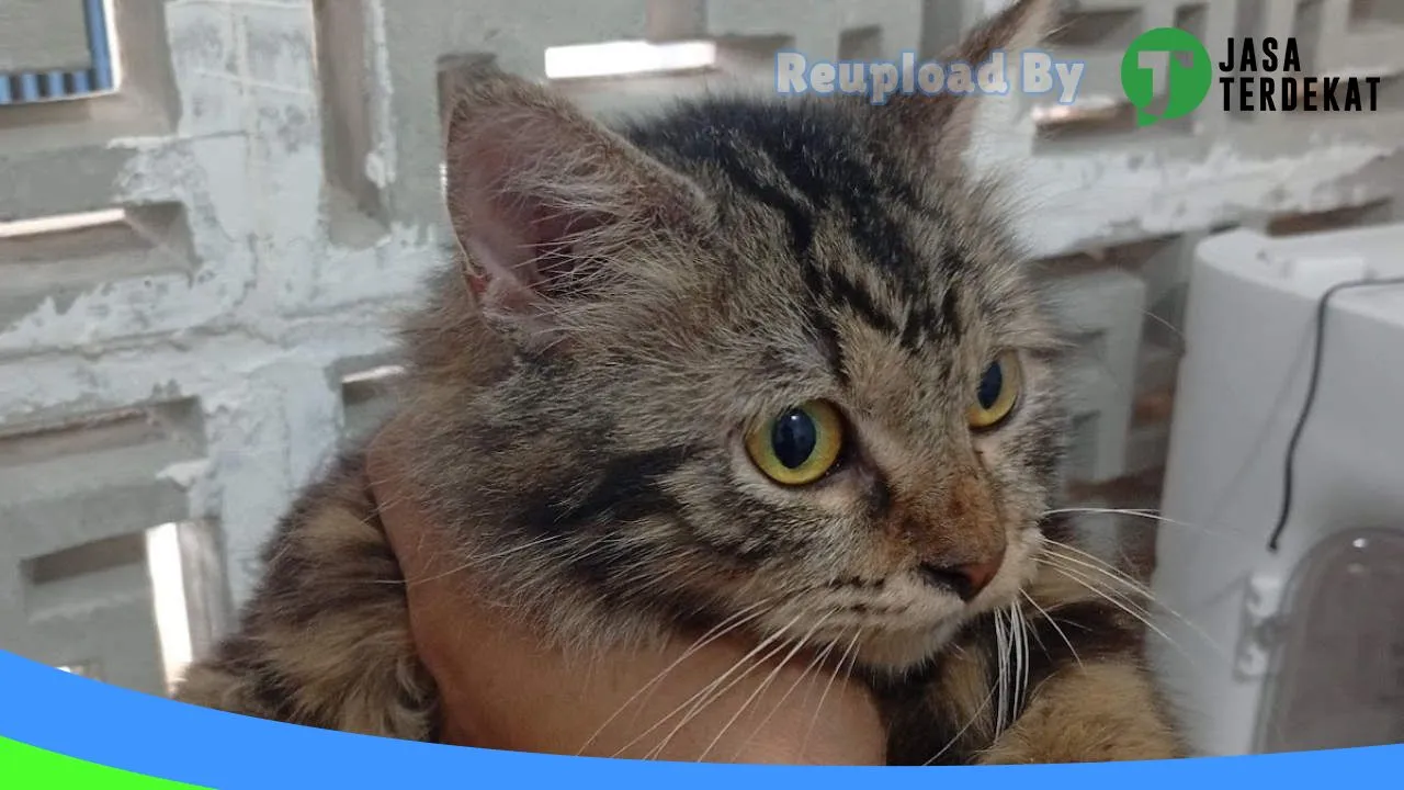 Gambar Grooming Jemput Antar & Pet shop di Tebo, Jambi ke 2