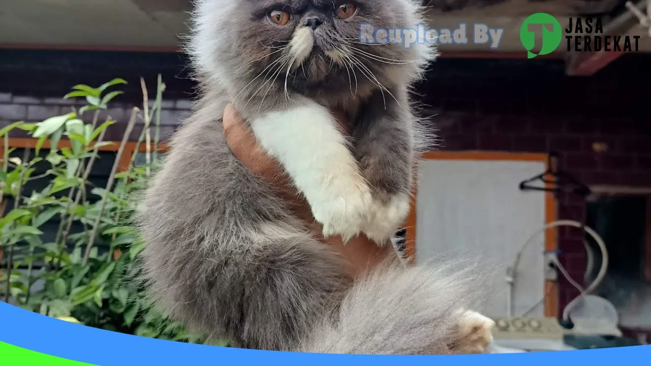 Gambar Ratu Cathouse Sukabumi di Sukabumi, Jawa Barat ke 3