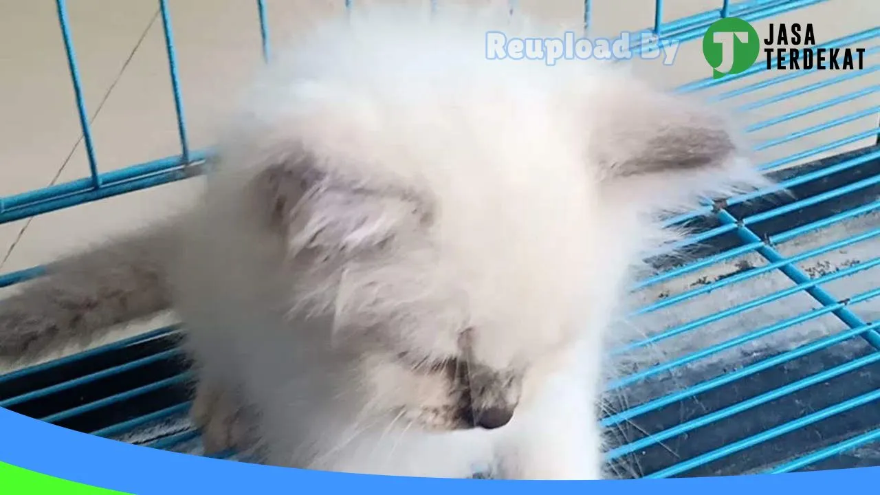 Gambar Omah kucing Ngawi di Ngawi, Jawa Timur ke 1