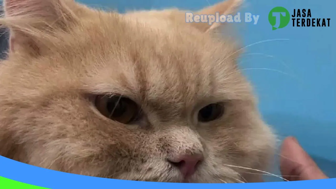 Gambar Keen Pet Care | Praktek Dokter Hewan Solo Karanganyar di Karanganyar, Jawa Tengah ke 2