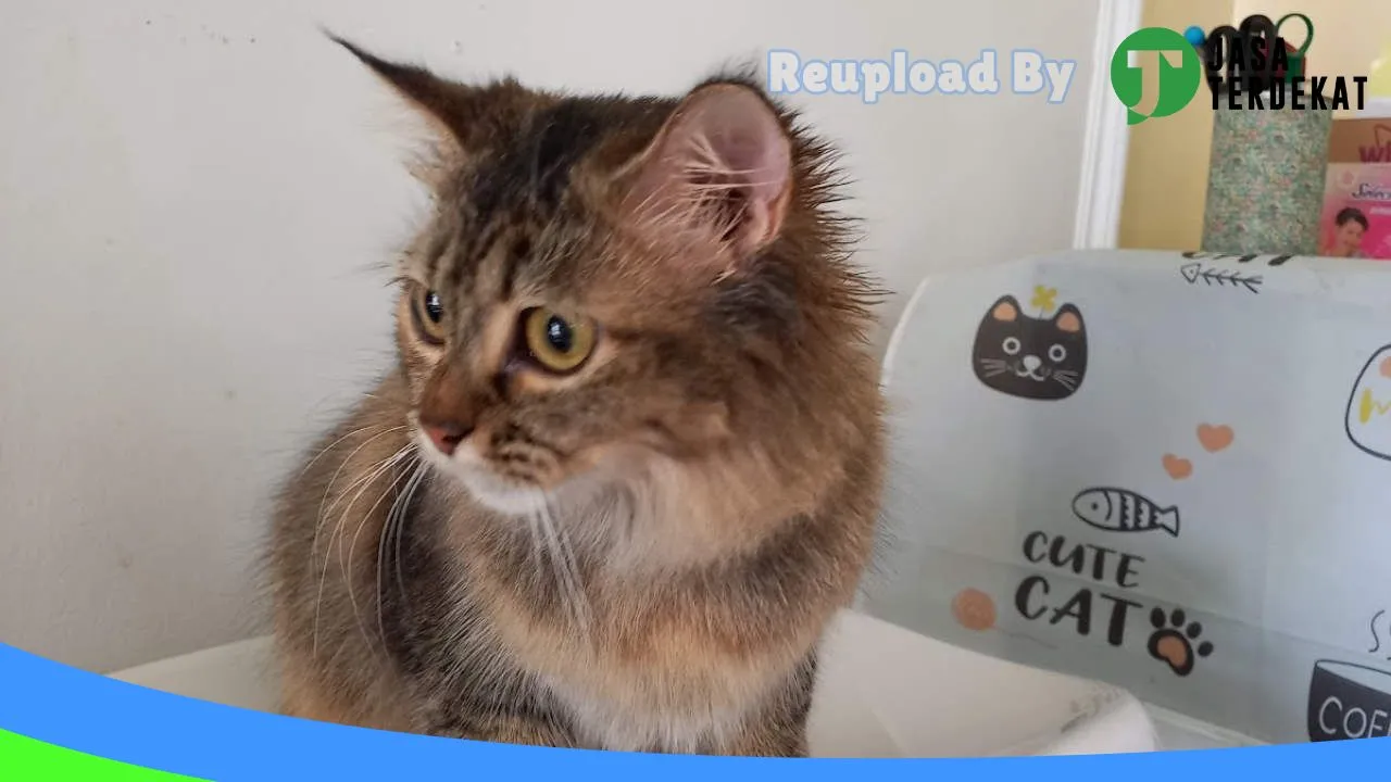 Gambar Luphhvet Care Petshop & Clinic di Tapanuli Selatan, Sumatera Utara ke 4