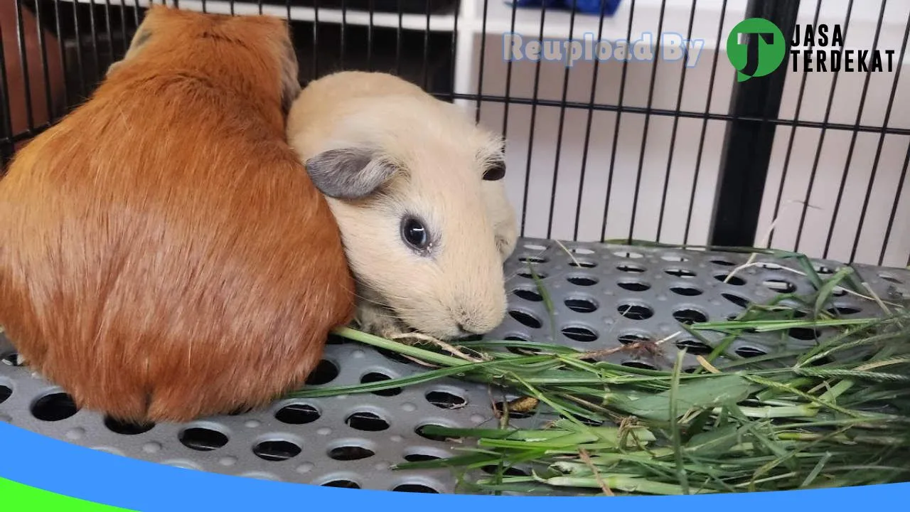 Gambar Memo Petshop di Cianjur, Jawa Barat ke 1