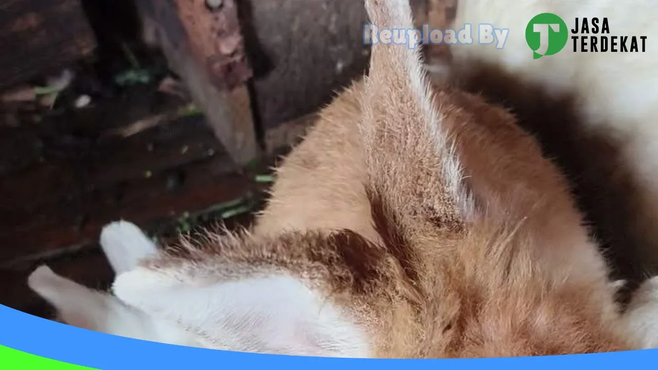 Gambar Rumah kelinci di Bener Meriah, Aceh ke 1