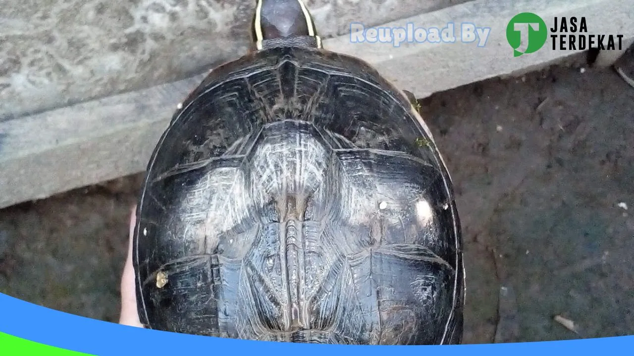 Gambar Ifull Farm Guppy,Betta &Turtle di Tapin, Kalimantan Selatan ke 1