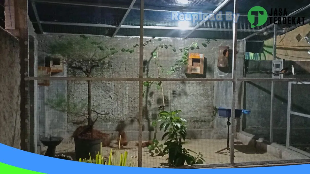 Gambar Nuha BF & Nuha Betta fish di Kepulauan Seribu, DKI Jakarta ke 5