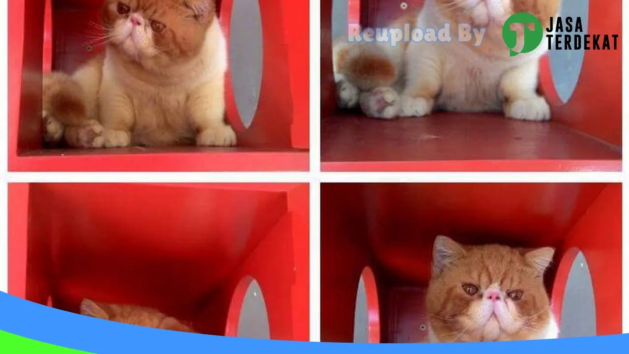 Gambar NEKOOIJI PETSHOP di Rejang Lebong, Bengkulu ke 2