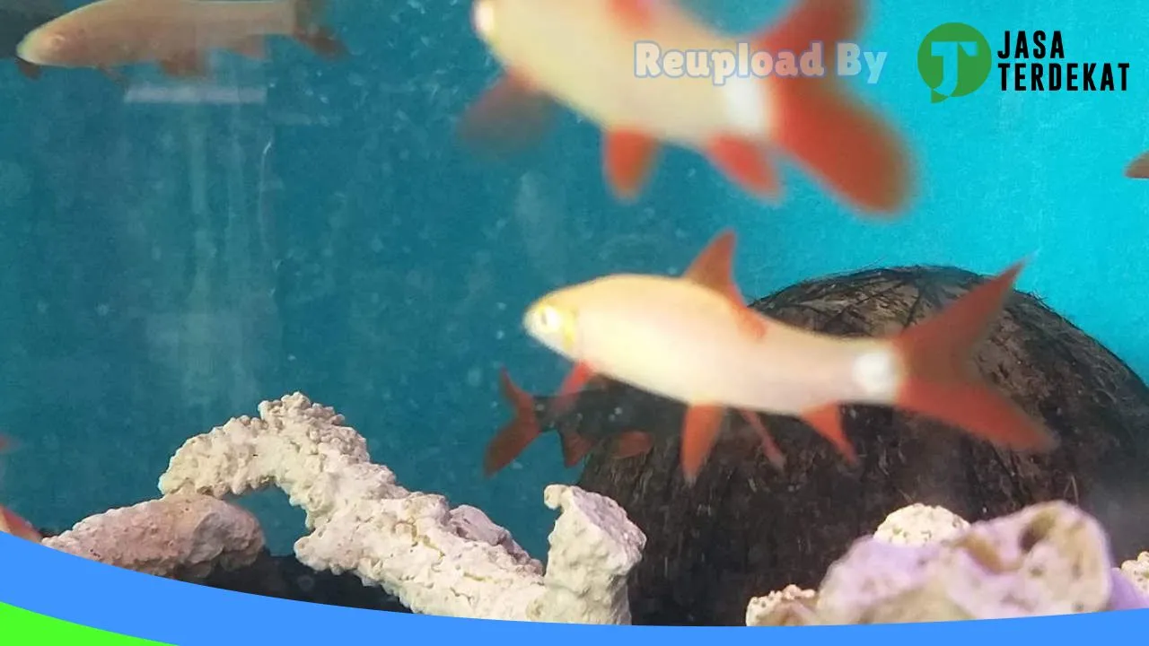 Gambar Bintang Petshop di Kota Banjar, Jawa Barat ke 3