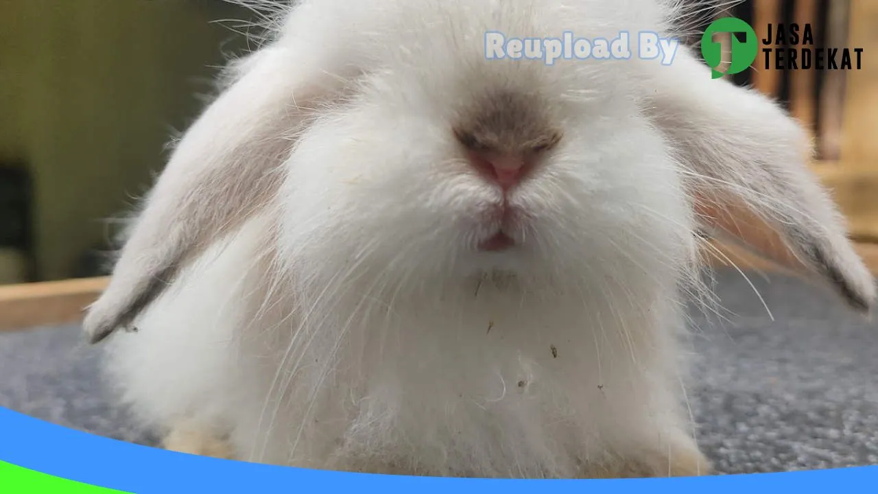 Gambar ASEKAWAN RABBIT FARM di Bintan, Kepulauan Riau ke 5