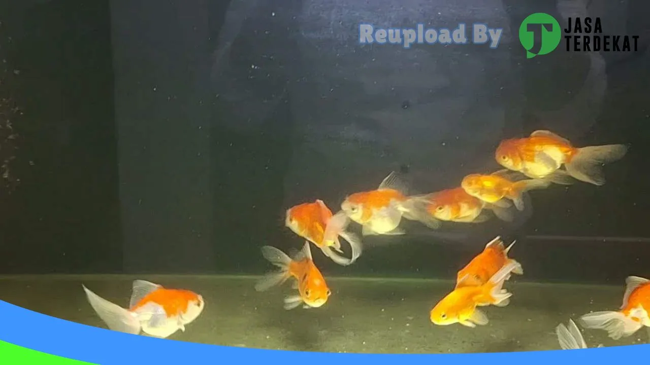 Gambar Betta Natural di Tojo Una-Una, Sulawesi Tengah ke 2