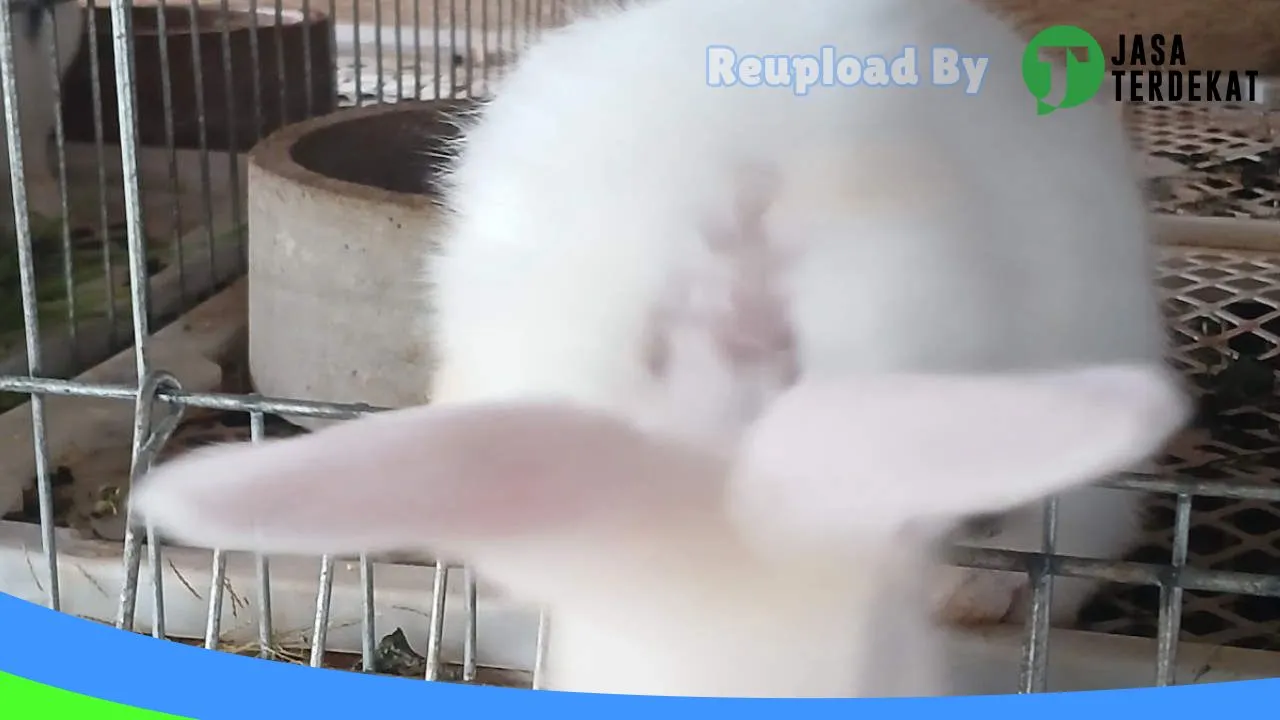 Gambar Kelinci Bener Meriah di Bener Meriah, Aceh ke 4