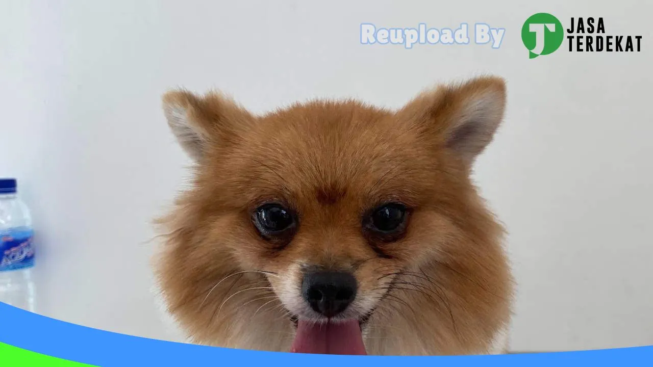 Gambar Mojo Pet Care & Pet Shop – Dokter Hewan Waingapu di Sumba Timur, Nusa Tenggara Timur ke 1