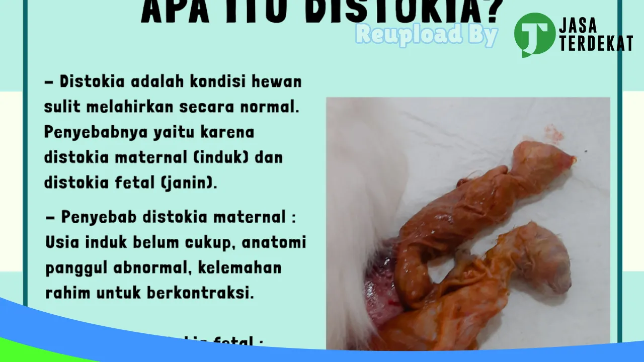 Gambar Dokter Hewan Sukamara “Redi Vet Care” di Sukamara, Kalimantan Tengah ke 4