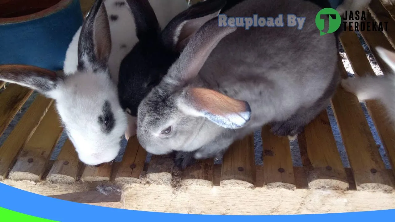 Gambar Rabbit Bonebolango di Bone Bolango, Gorontalo ke 5