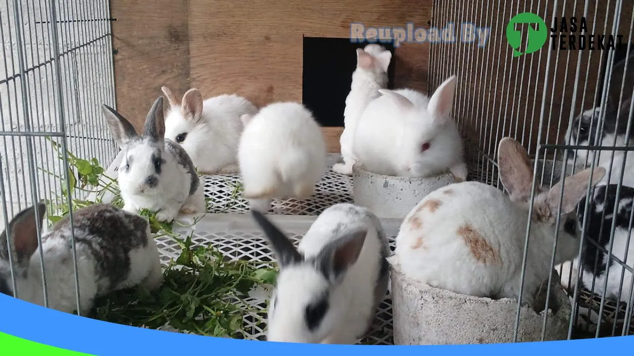 Gambar Kelinci Bener Meriah di Bener Meriah, Aceh ke 2