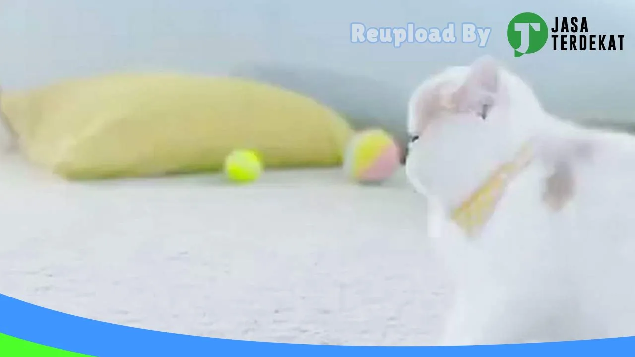 Gambar Olive Petshop Dok VIII di Jayapura, Papua ke 5