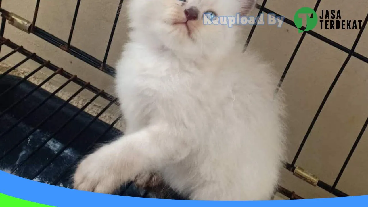 Gambar Omah kucing Ngawi di Ngawi, Jawa Timur ke 4