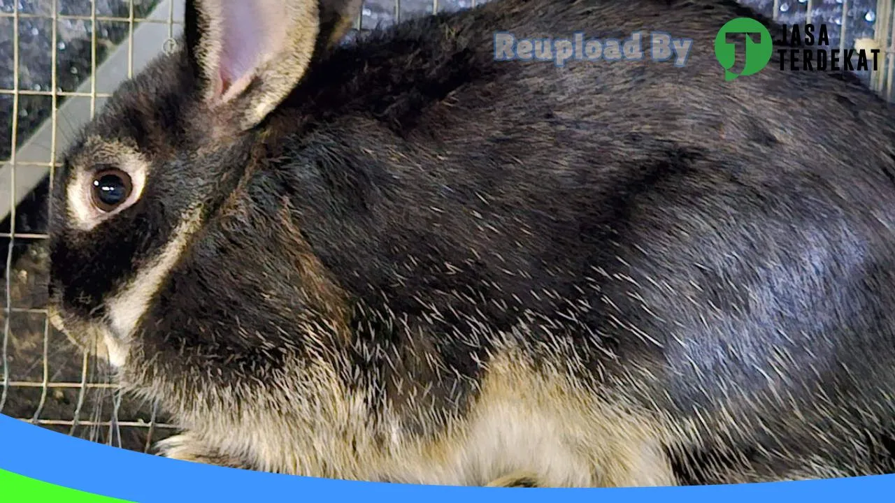 Gambar Sleepy Pet Shop and Pet hotel di Malaka, Nusa Tenggara Timur ke 3