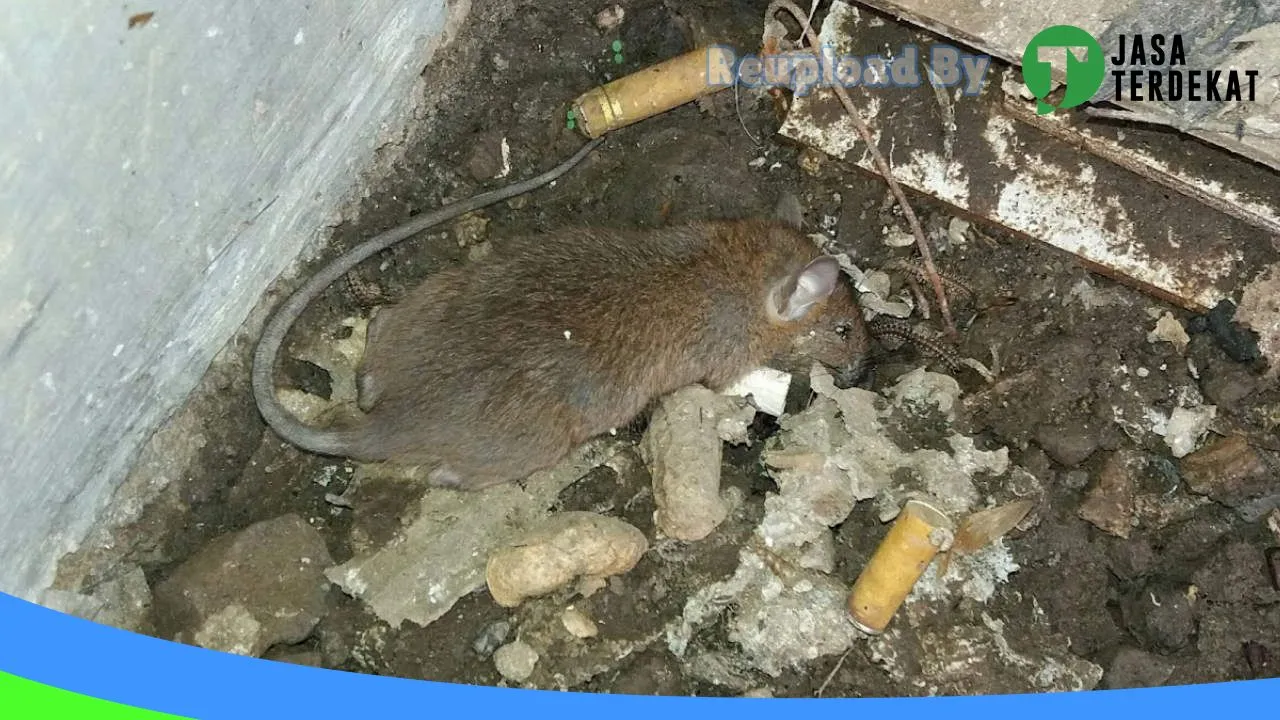 Gambar Jember Pest Control di Jember, Jawa Timur ke 2