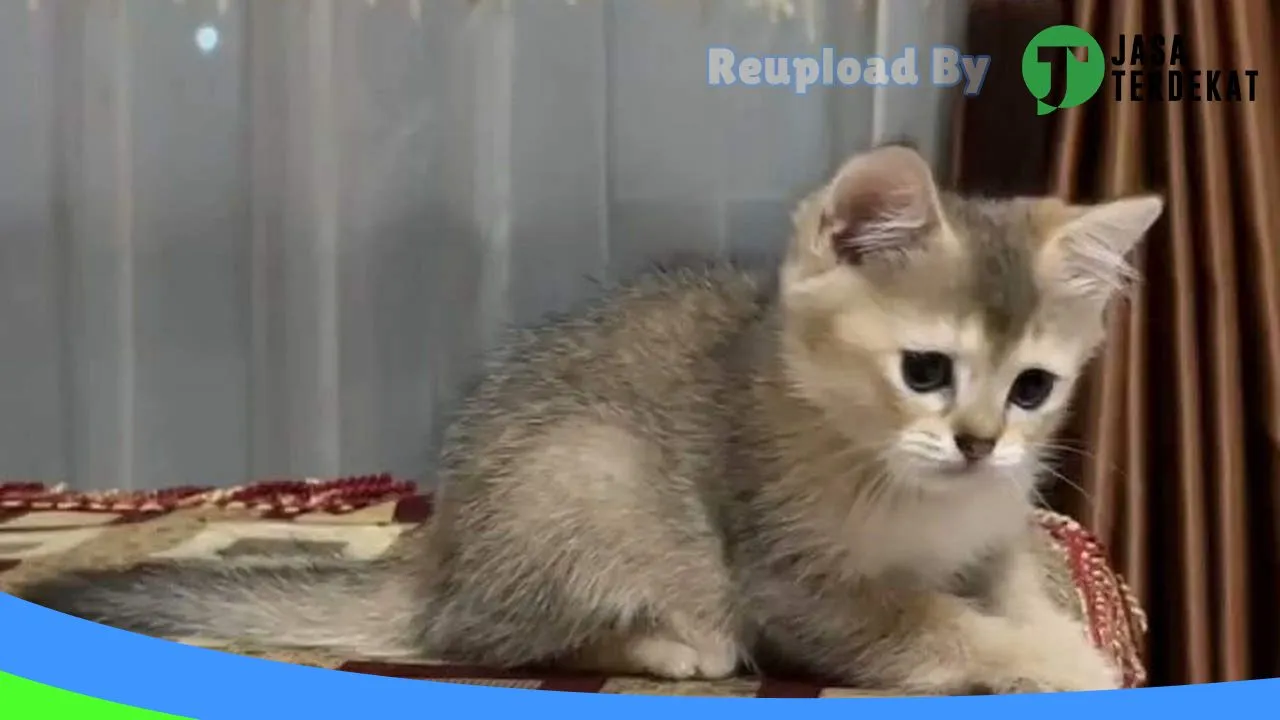 Gambar Omah Kucing Madiun di Kota Madiun, Jawa Timur ke 3