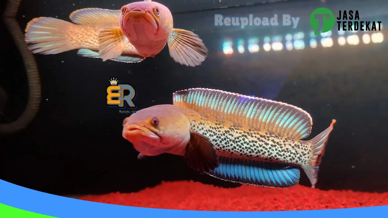 Gambar KIQ Pet Gallery di Gianyar, Bali ke 2