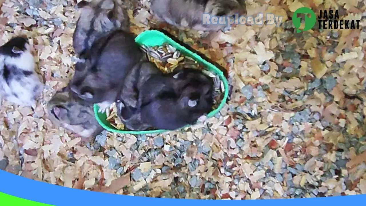 Gambar Rumah Hamster di Jakarta Pusat, DKI Jakarta ke 4