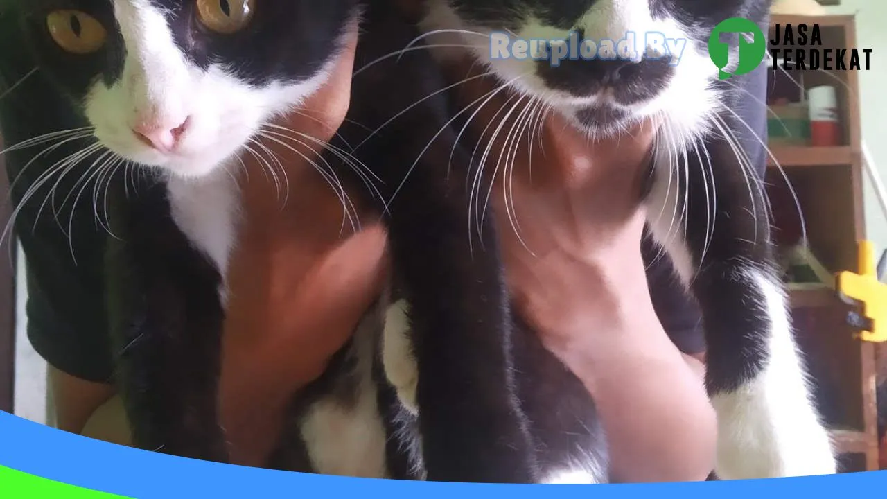 Gambar aura petshop di Balangan, Kalimantan Selatan ke 2