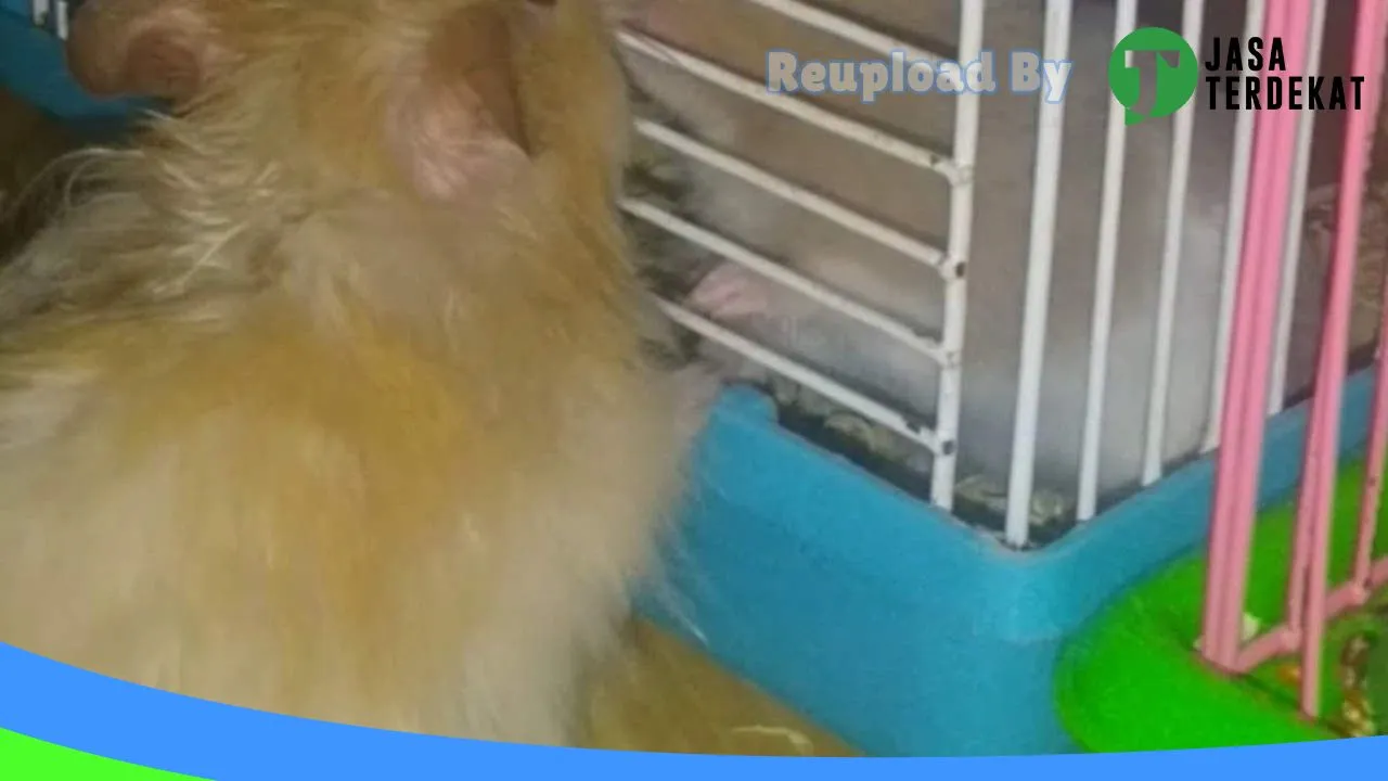 Gambar Q n A Hamster Petshop di Seluma, Bengkulu ke 1