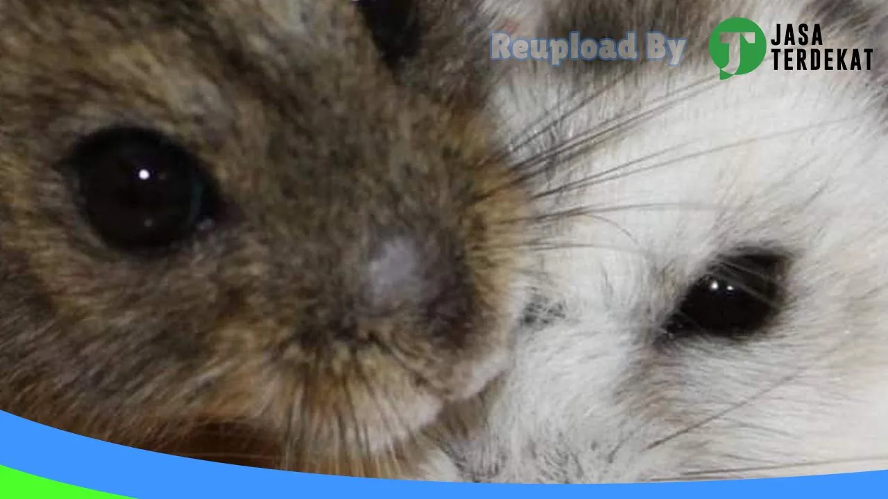 Gambar Q n A Hamster Petshop di Seluma, Bengkulu ke 3