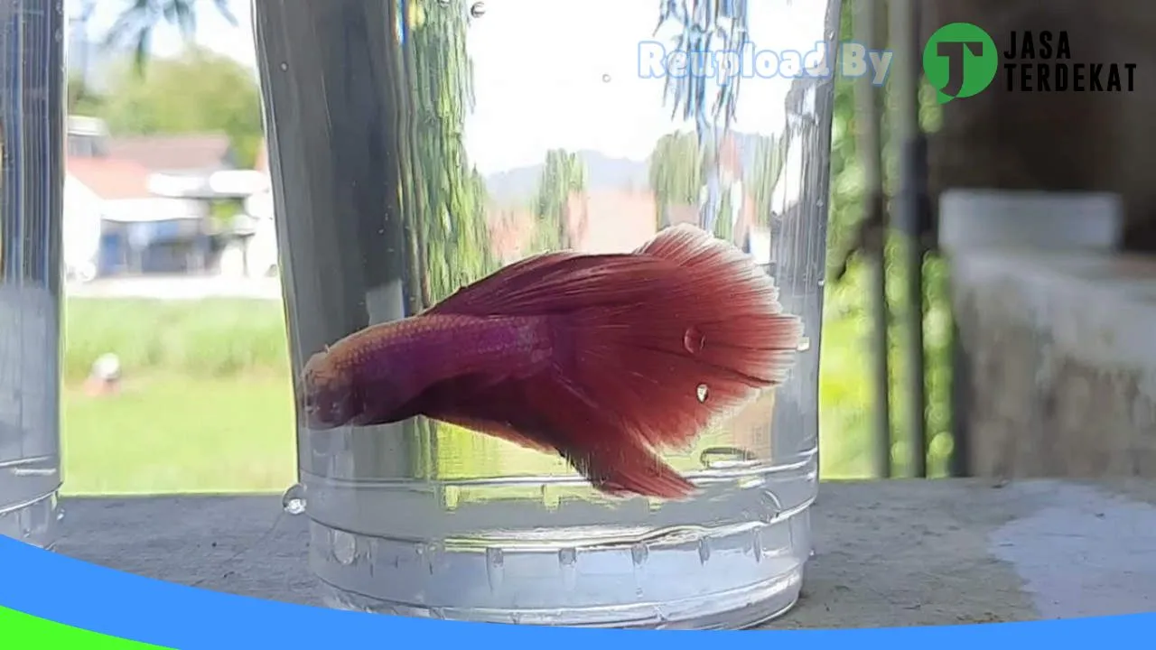 Gambar PAWED CAT petshop di Gunung Kidul, DI Yogyakarta ke 1