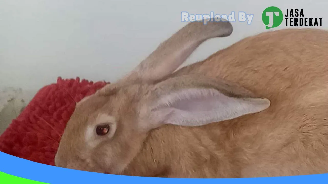 Gambar Rabbit Bonebolango di Bone Bolango, Gorontalo ke 1