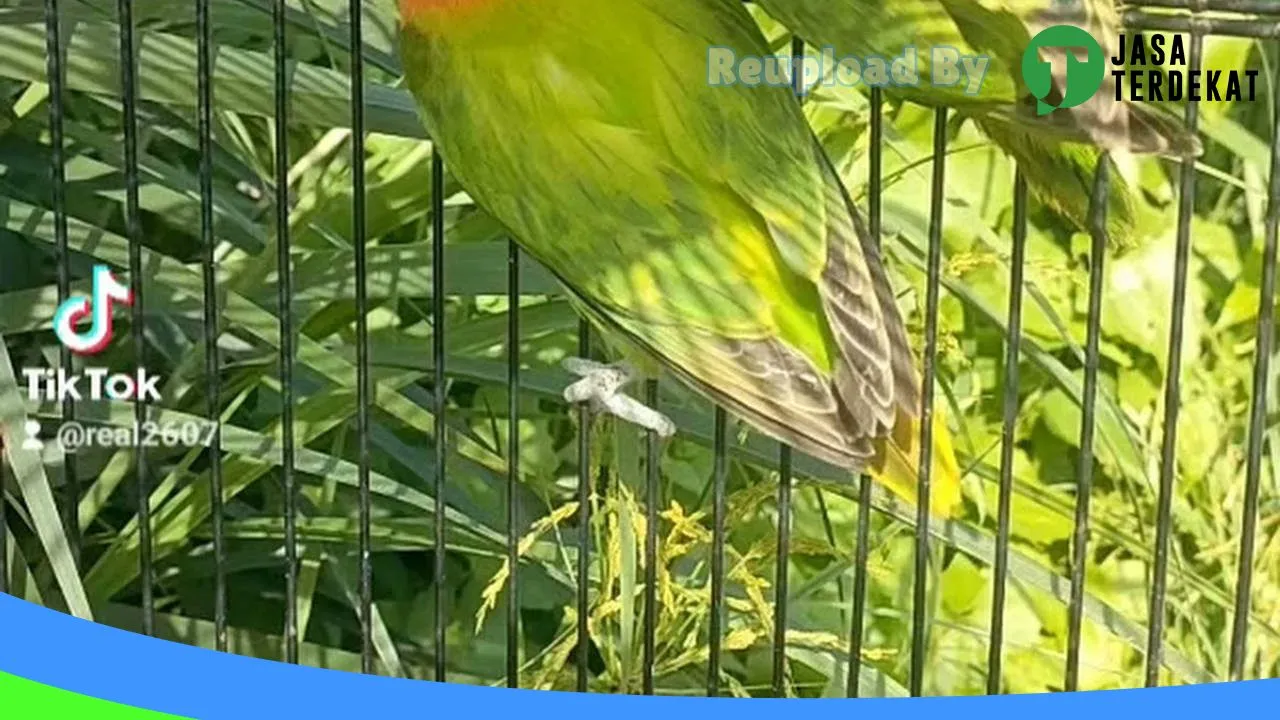 Gambar Kios burung nurrohman labib di Paser, Kalimantan Timur ke 1