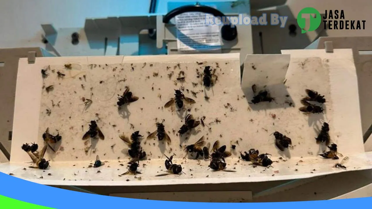 Gambar Anti Rayap di Pesisir Selatan, Sumatera Barat ke 1