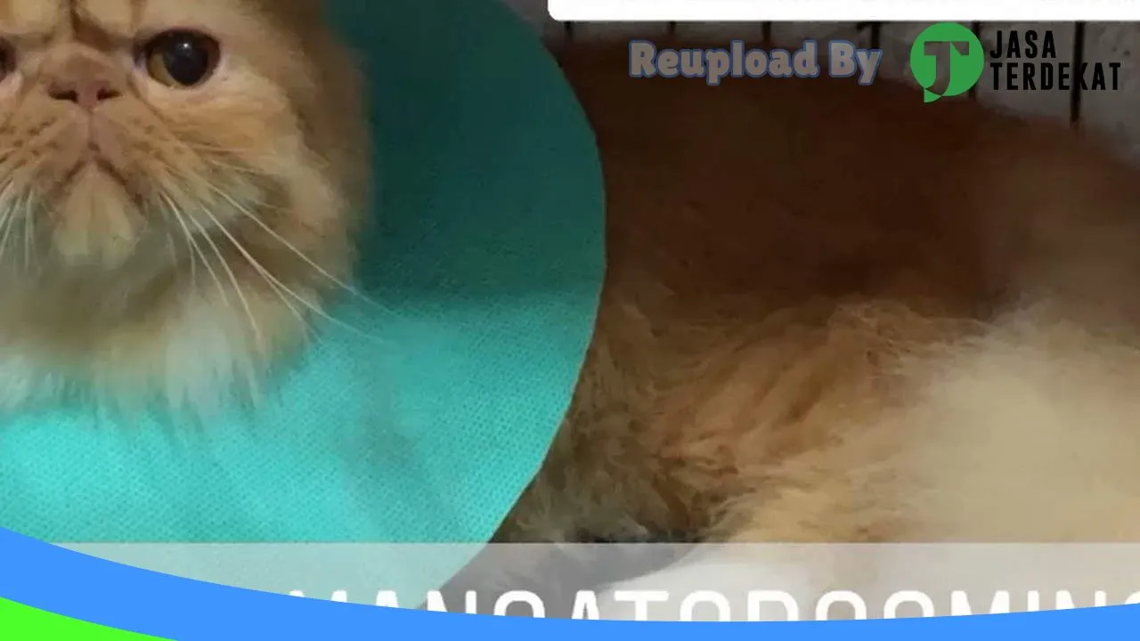 Gambar Petshop End_Man Cat Care Service Medan di Medan, Sumatera Utara ke 1