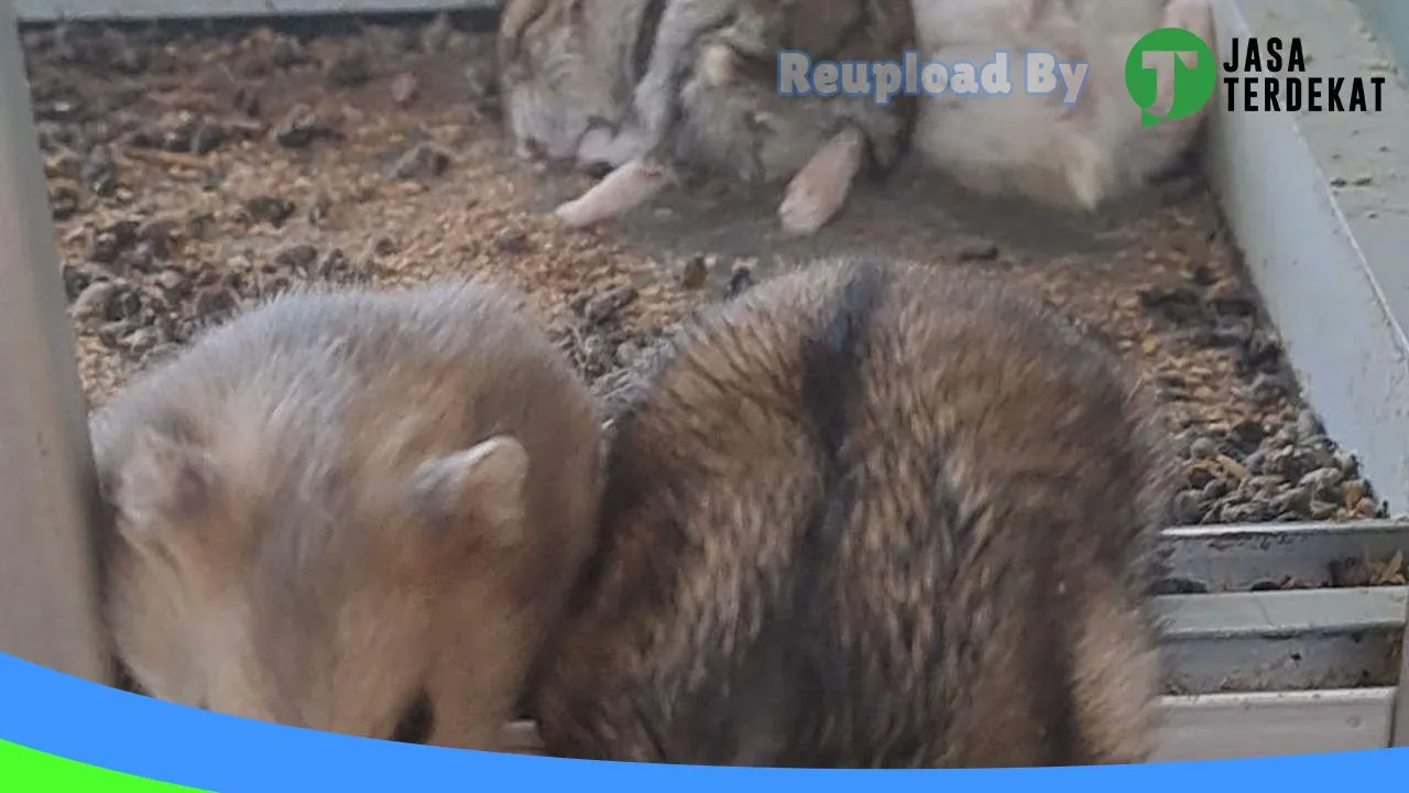 Gambar WANARA HAMSTER di Pacitan, Jawa Timur ke 2