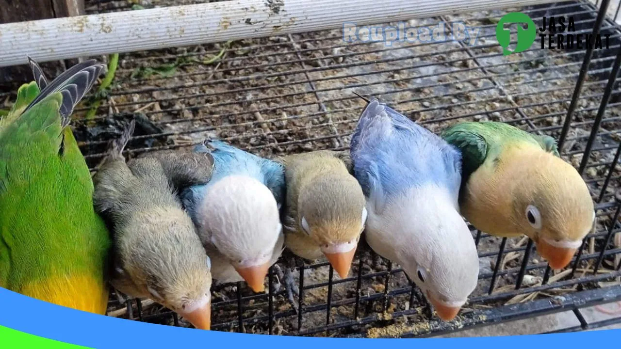 Gambar DAHLIA BIRD FARM di Ngawi, Jawa Timur ke 1