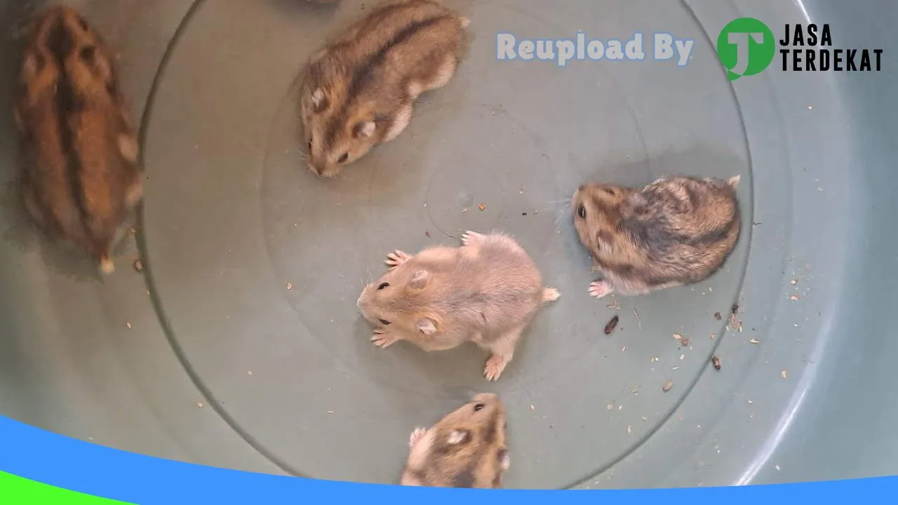 Gambar WANARA HAMSTER di Pacitan, Jawa Timur ke 4